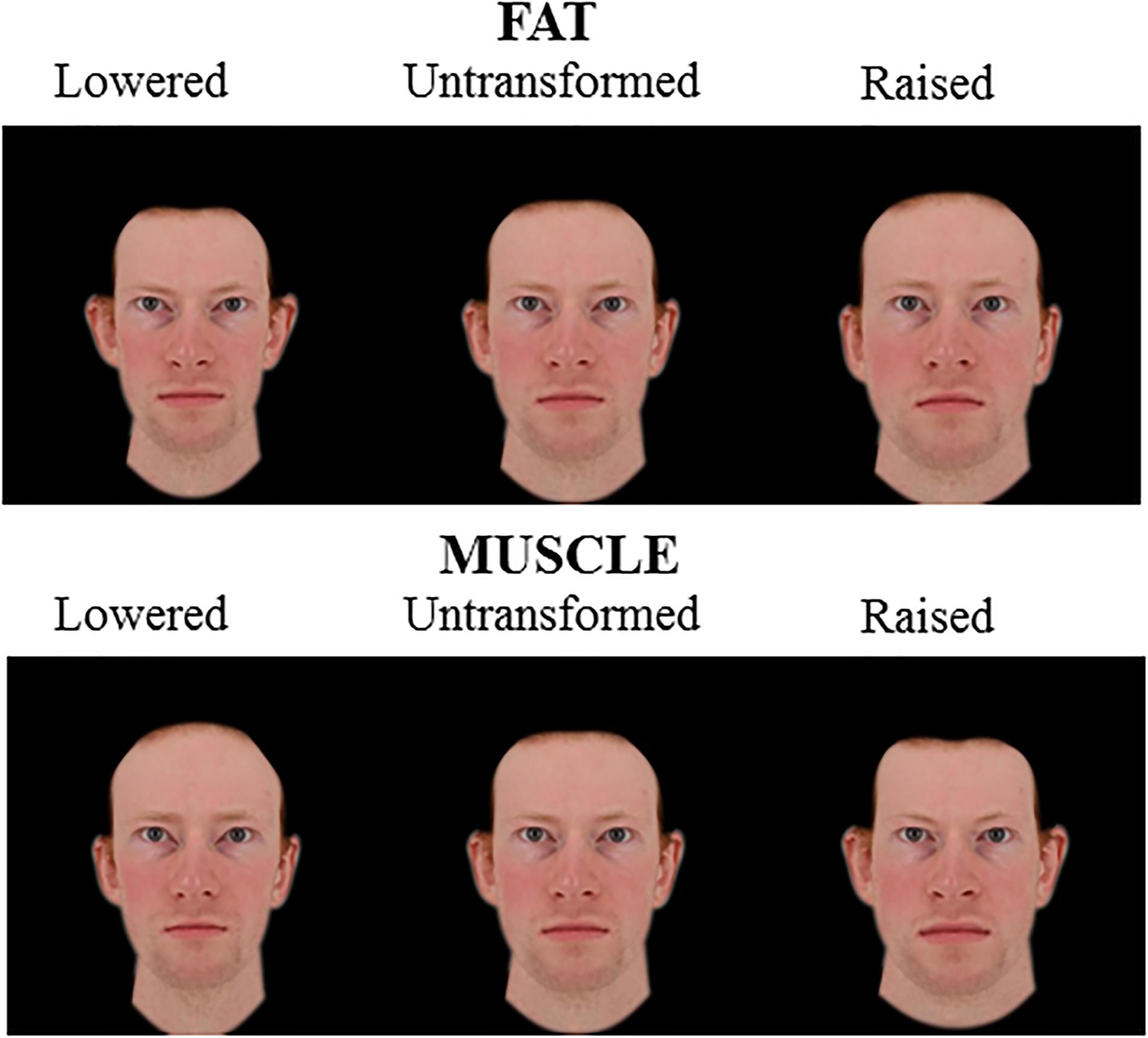 The Influence of Body Composition Effects on Male Facial Masculinity ...