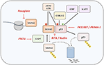 Frontiers | Deregulation and Targeting of TP53 Pathway in Multiple ...