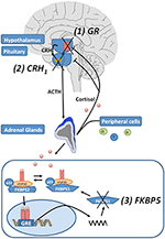 Frontiers | Is the HPA Axis as Target for Depression Outdated, or Is ...