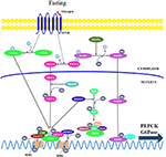 Frontiers | Unraveling the Regulation of Hepatic Gluconeogenesis ...