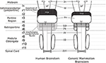 right cerebral peduncle visible body app