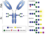 Frontiers | Fc-Mediated Antibody Effector Functions During Respiratory ...