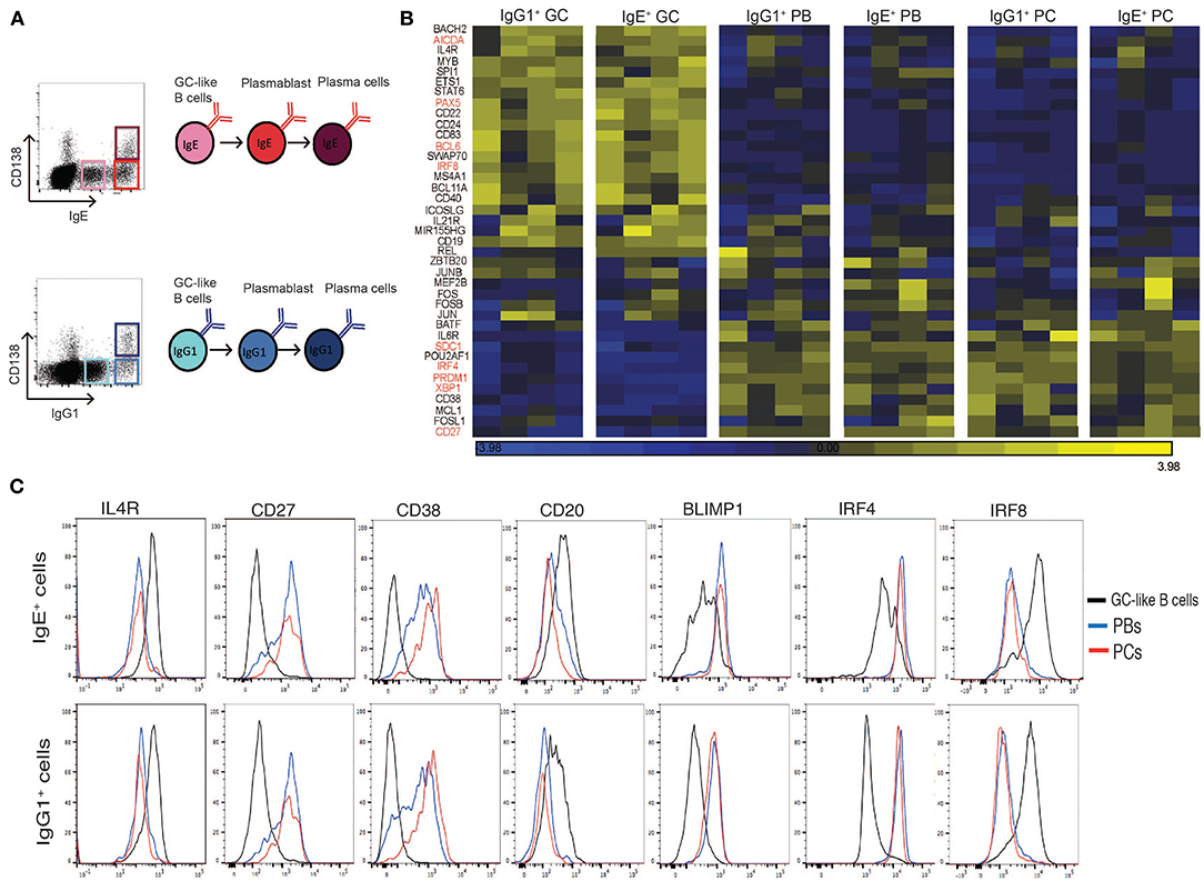 Transcriptional and clonal characterization of B cell plasmablast