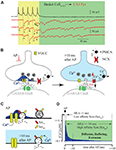 Frontiers | The Ever-Growing Puzzle of Asynchronous Release | Cellular ...