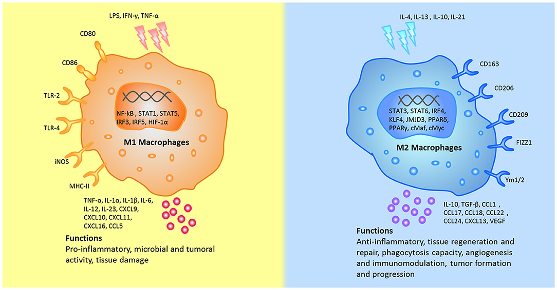 macrophage activation pathway