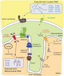 Frontiers | Emerging Roles in the Biogenesis of Cytochrome c Oxidase ...