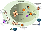 Frontiers | Insights From Analysis Of Human Antigen-Specific Memory B ...