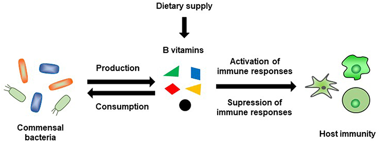Billy Goat inhoud Crimineel Frontiers | Metabolism of Dietary and Microbial Vitamin B Family in the  Regulation of Host Immunity | Nutrition