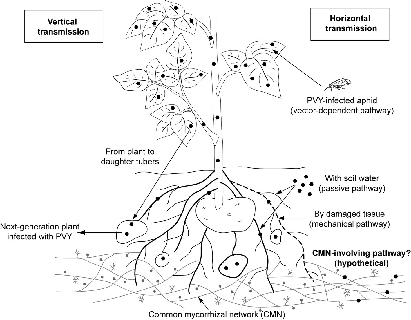 Frontiers | The Contribution of Endomycorrhiza to the Performance of