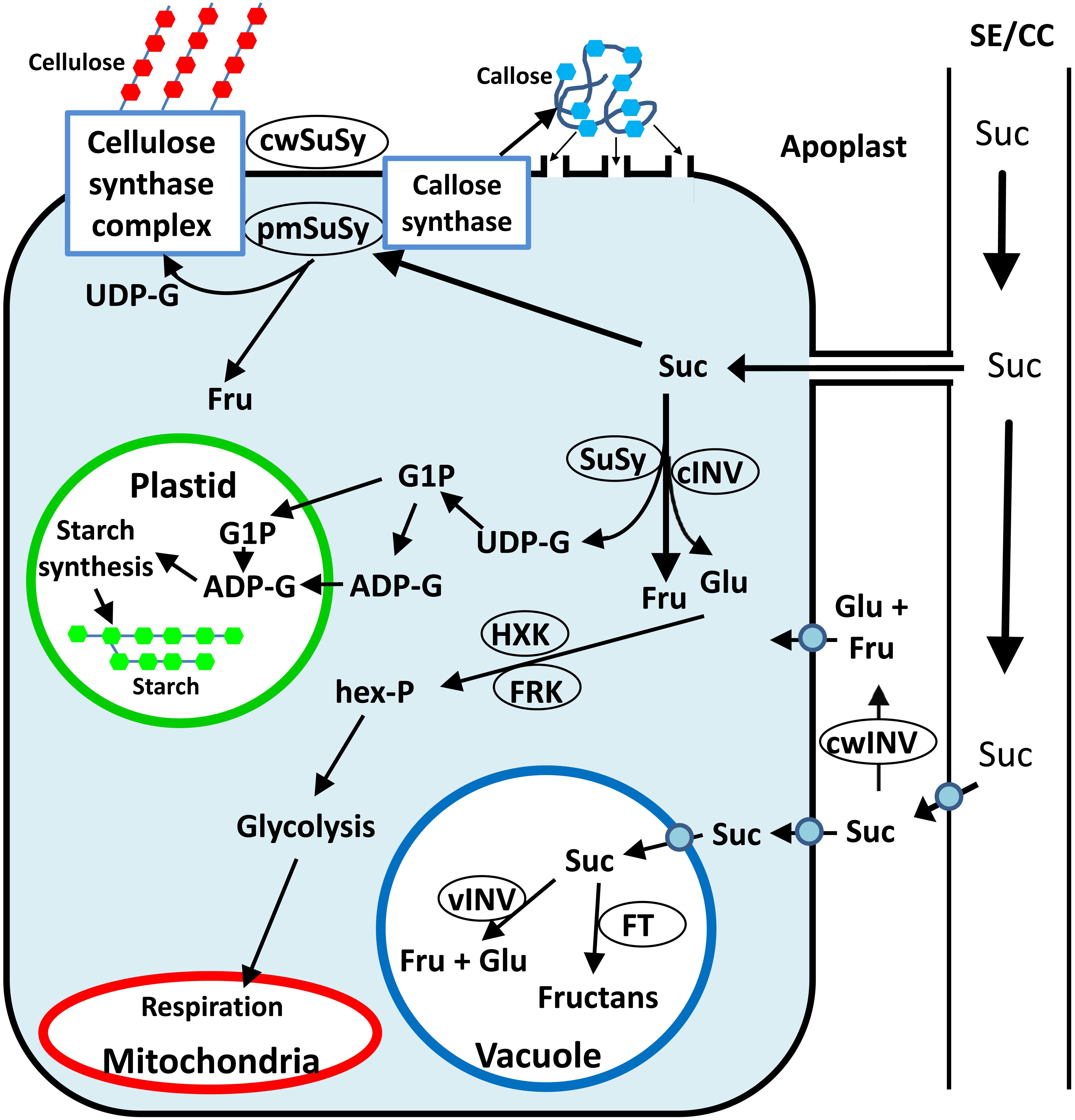 Frontiers An Overview Of Sucrose Synthases In Plants