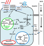 Frontiers | An Overview of Sucrose Synthases in Plants | Plant Science