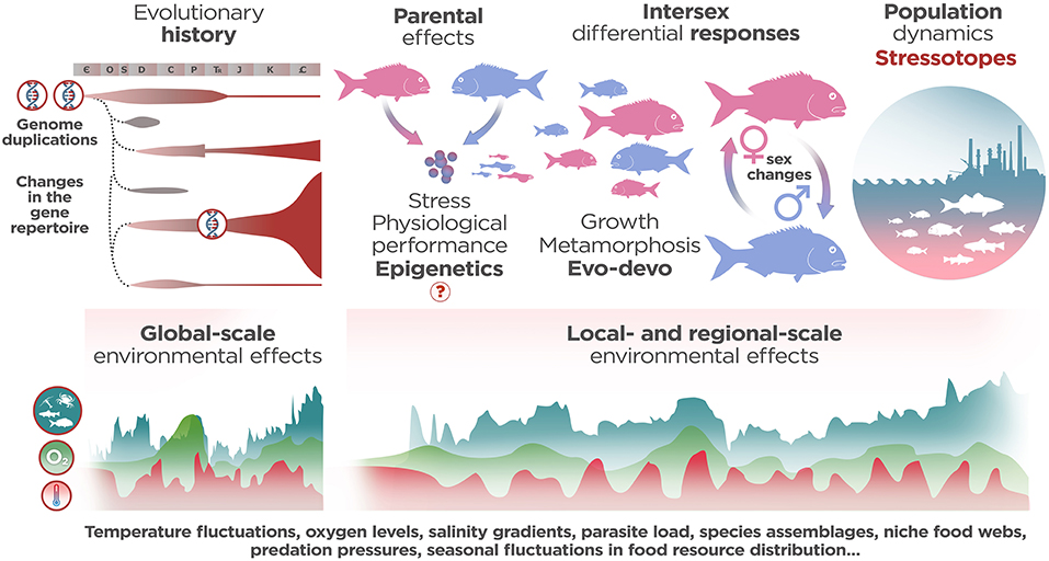Overview of the hierarchical structure of teleost fish scales