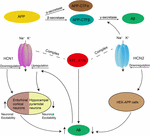 Frontiers | Hyperpolarization-Activated Cyclic Nucleotide-Gated ...