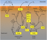 Frontiers | The Biogeochemical Sulfur Cycle Of Marine Sediments ...