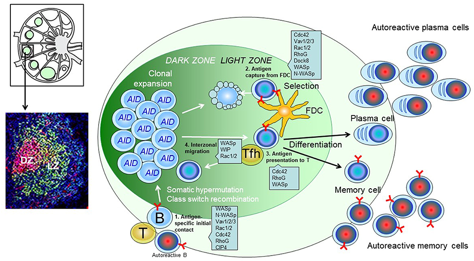 marginal zone b cells illustration