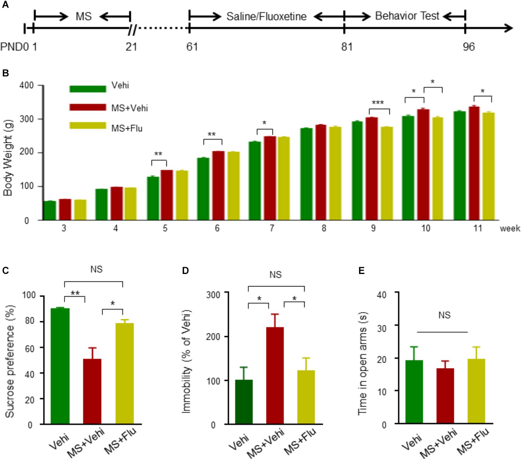 Frontiers Transcriptome Analysis On Maternal Separation Rats With Depression Related Manifestations Ameliorated By Electroacupuncture Neuroscience