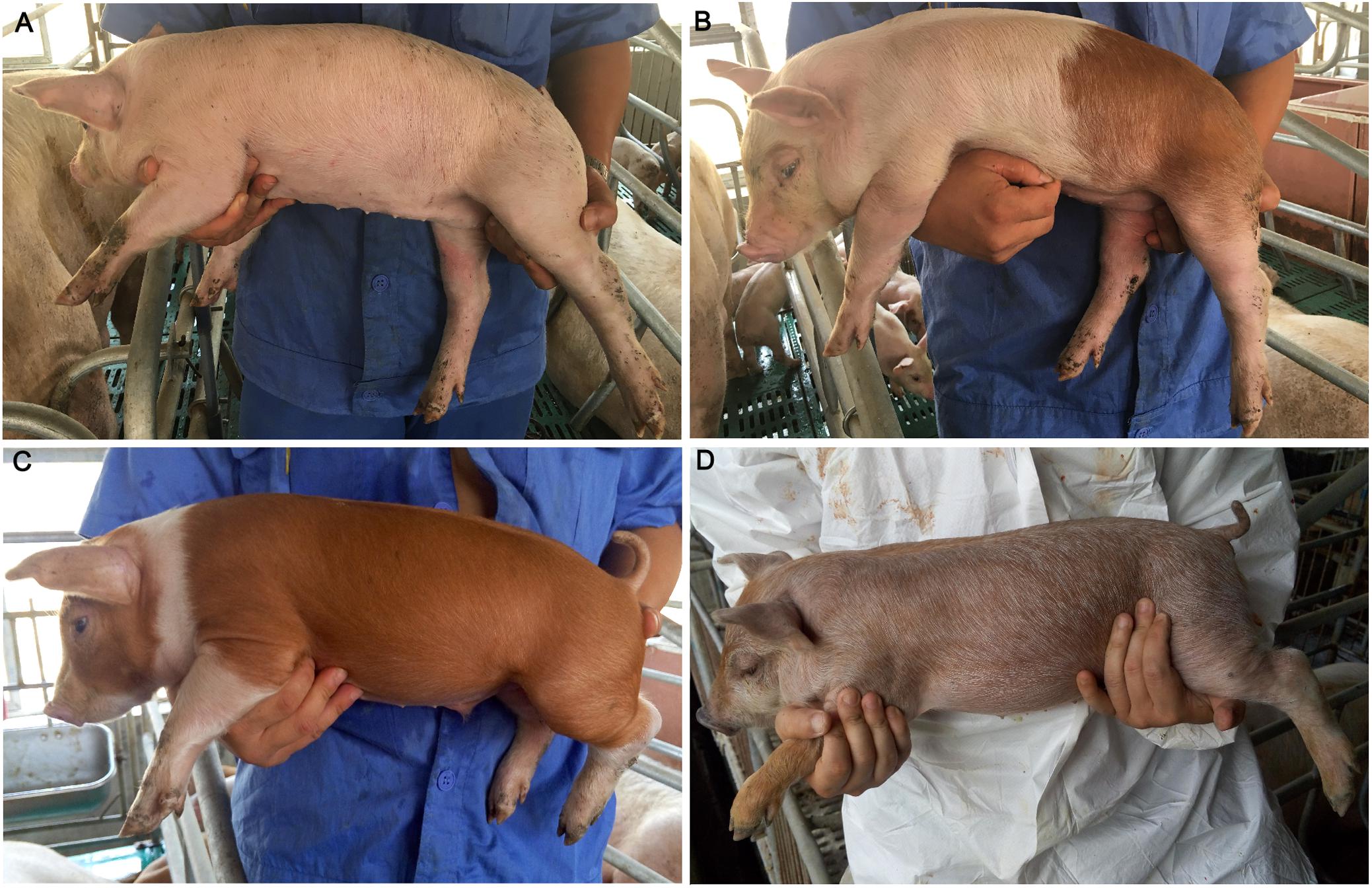 Frontiers  Classification of breed combinations for slaughter pigs based  on genotypes—modeling DNA samples of crossbreeds as fuzzy sets from  purebred founders