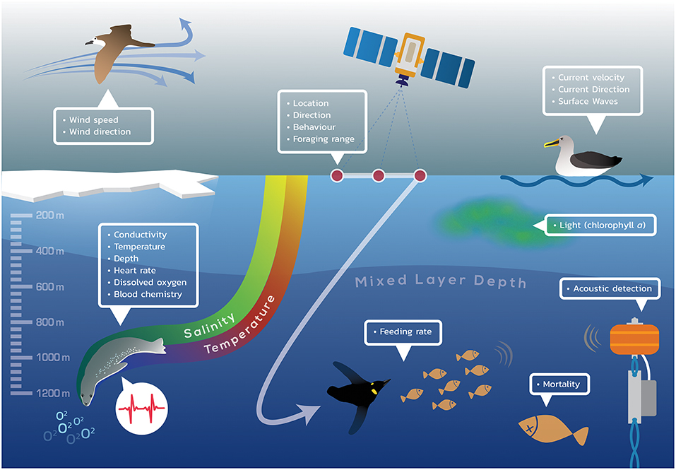 Frontiers  Animal-Borne Telemetry: An Integral Component of the
