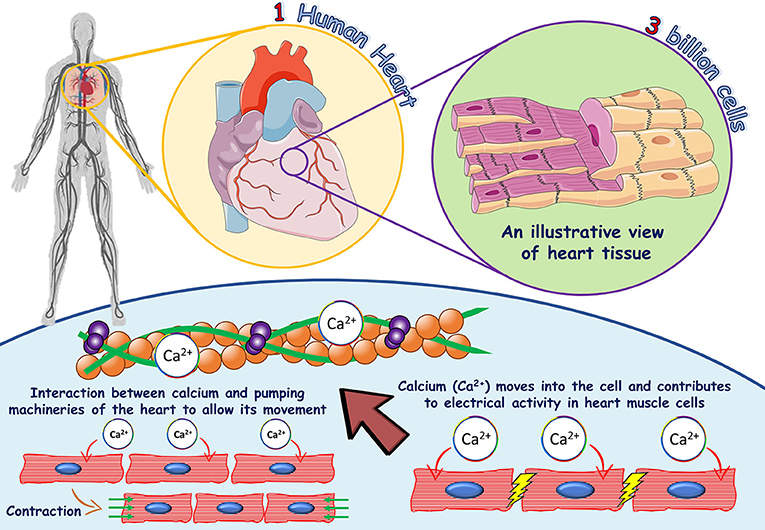 The Role Of Calcium In The Human Heart With Great Power Comes Great 