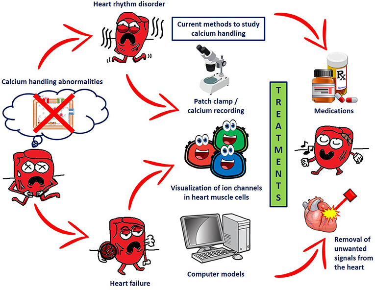 The Role Of Calcium In The Human Heart With Great Power Comes Great 