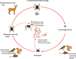 Frontiers | Human Tick-Borne Diseases in Australia | Cellular and ...