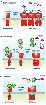 Frontiers Structure And Molecular Mechanism Of Er Stress Signaling By