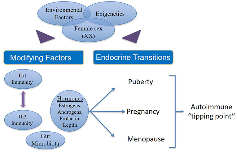 Frontiers Autoimmune Disease In Women Endocrine