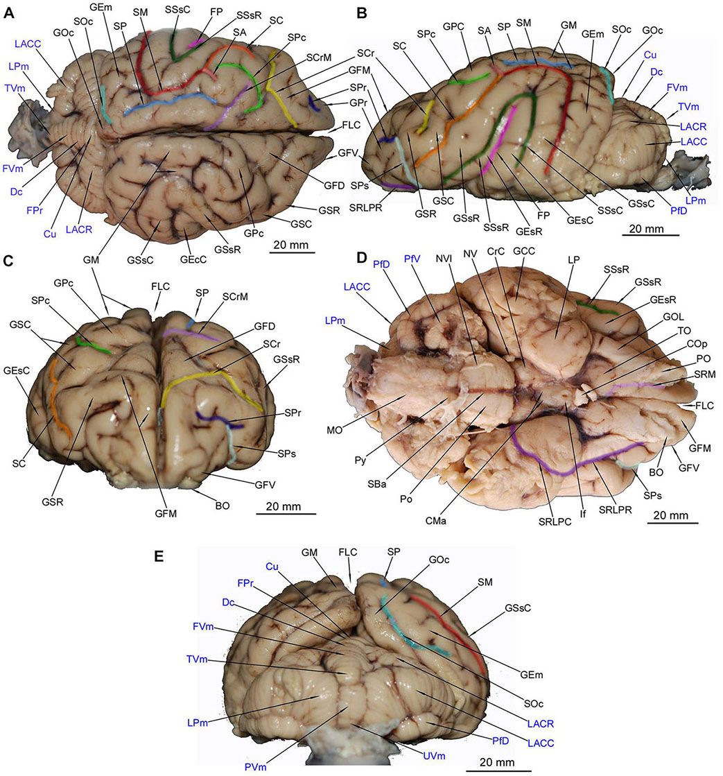 Ventral Brain Anatomy