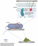 Frontiers | Purification and Characterization of NDH-2 Protein and ...