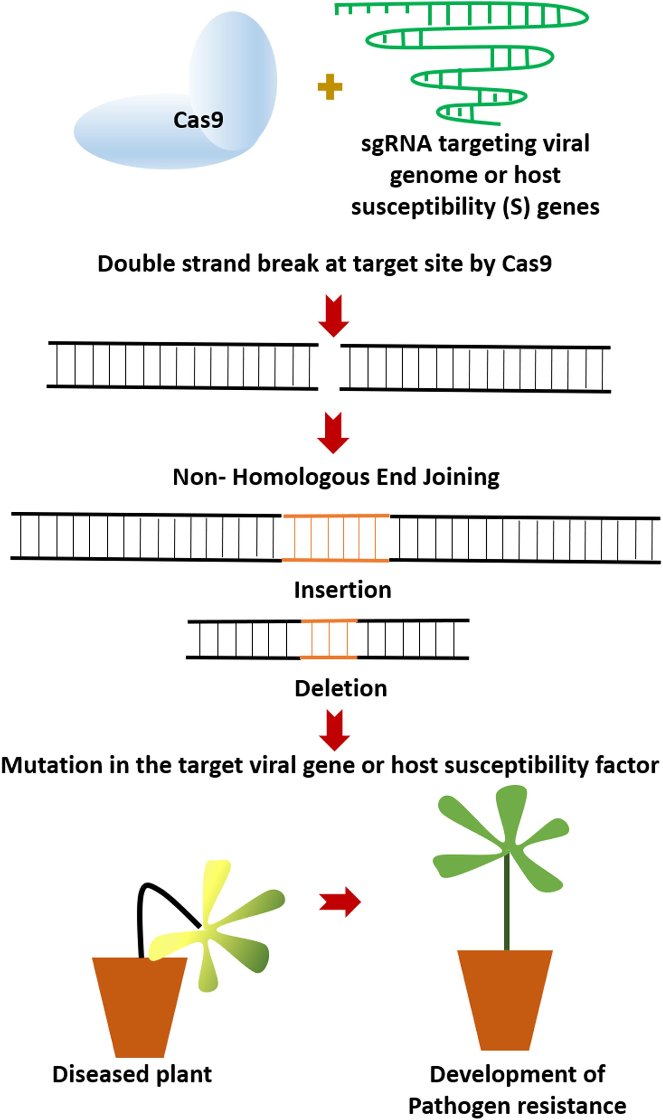 Frontiers | CRISPR/Cas9: A Novel Weapon in the Arsenal to Combat Plant ...