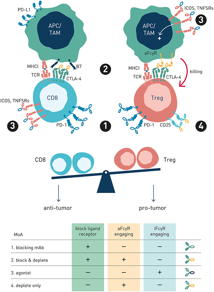 antibody repertoire molecular targeting