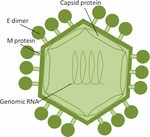 Frontiers | Zika Virus Transmission Through Blood Tissue Barriers ...