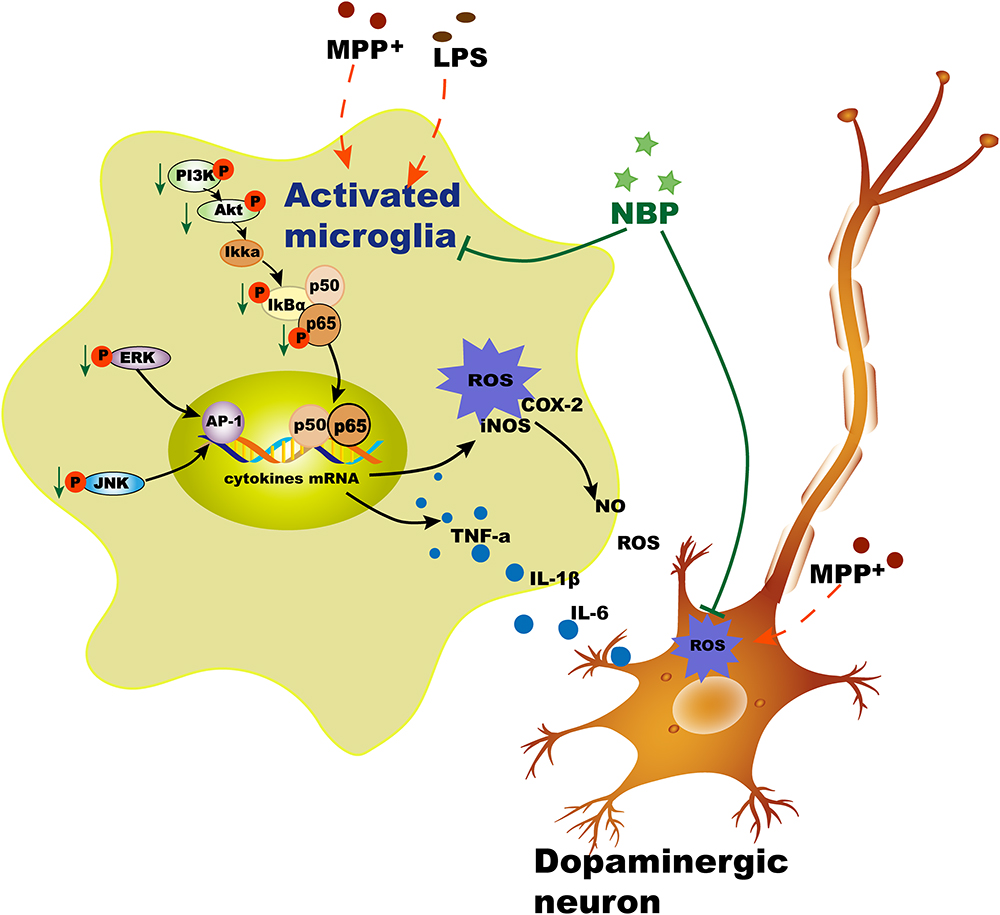 Frontiers | Dl-3-n-Butylphthalide Exerts Dopaminergic Neuroprotection ...