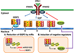 Frontiers | Fine-Tuning of Type I Interferon Response by STAT3 | Immunology