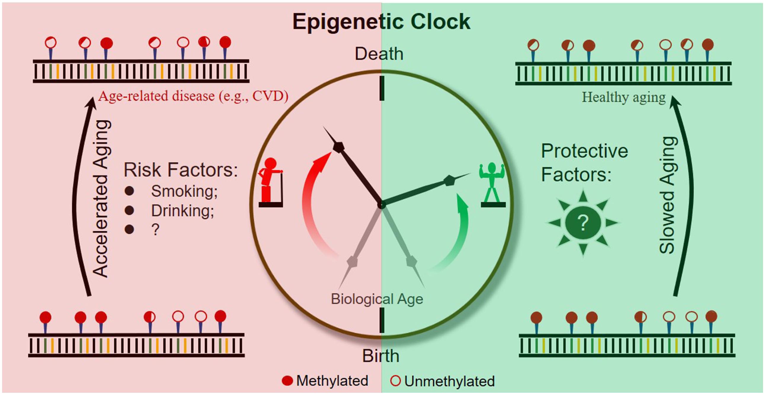 Frontiers Dynamic Dna Methylation During Aging A “prophet” Of Age Related Outcomes