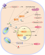 Frontiers | Strategies Developed by Toxoplasma gondii to Survive in the ...