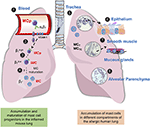 Frontiers | Mast Cells and Their Progenitors in Allergic Asthma ...