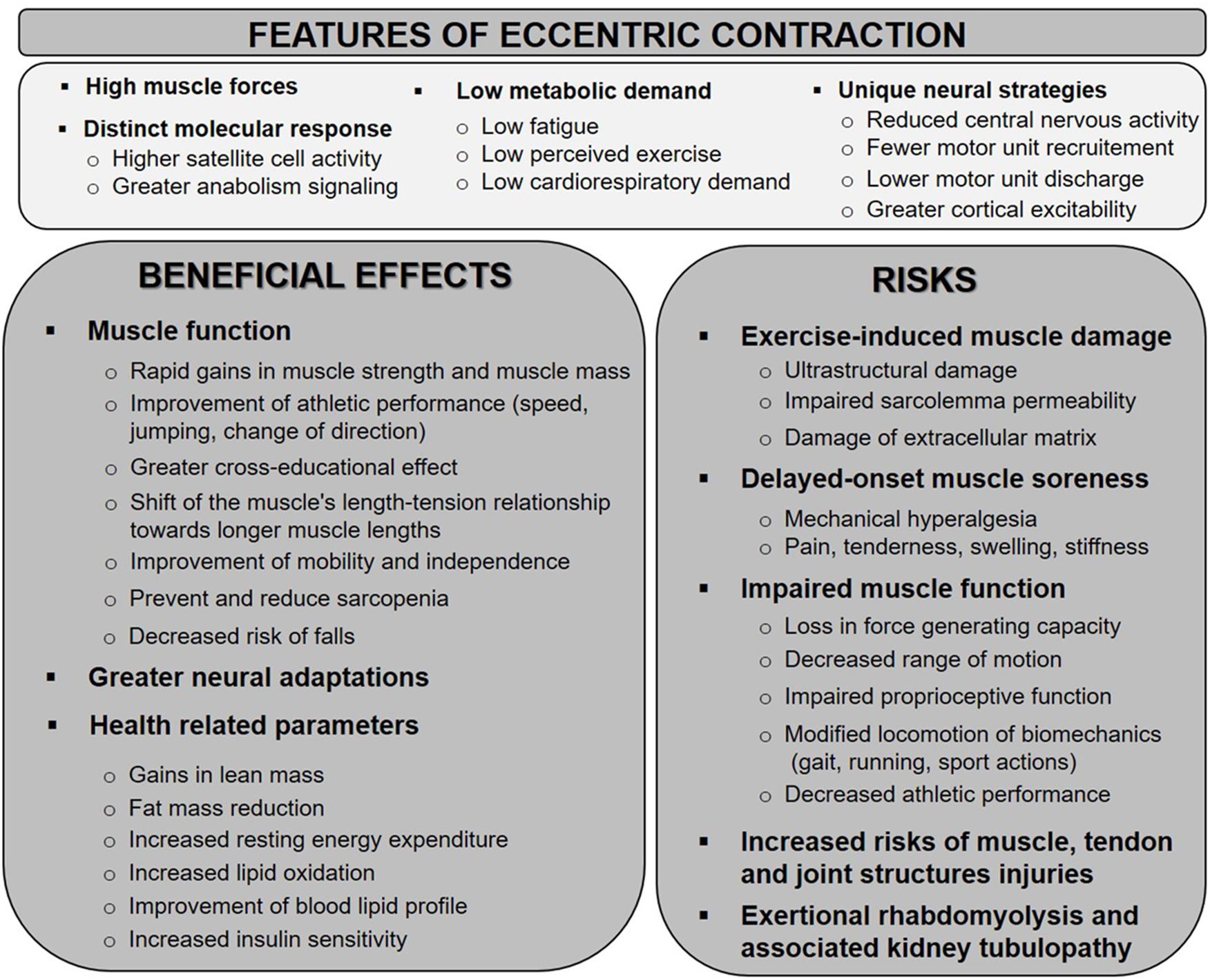 Eccentric Exercise Vs Concentric