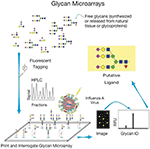 Frontiers | Natural and Synthetic Sialylated Glycan Microarrays and ...