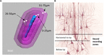 Frontiers | 3D Reconstruction Of The Intracortical Volume Around A ...