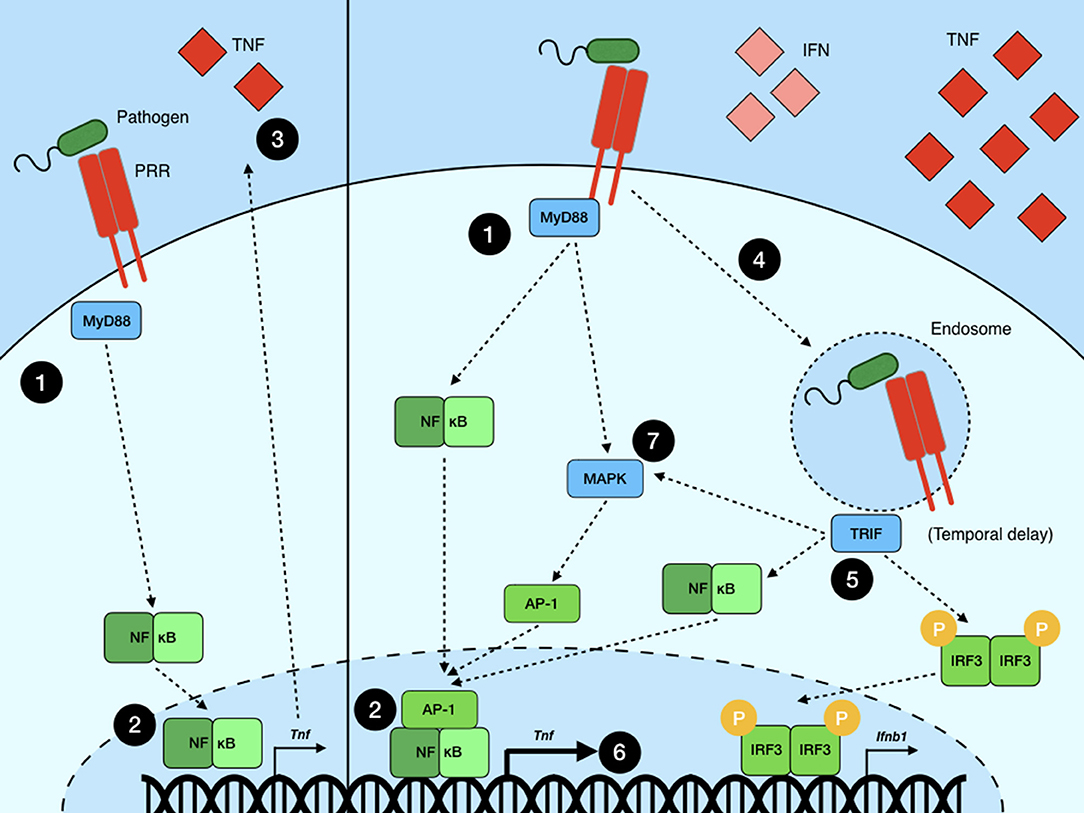 Blændende omgivet lysere Frontiers | NF-κB Signaling in Macrophages: Dynamics, Crosstalk, and Signal  Integration
