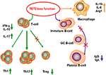 Frontiers | TET2 Function In Hematopoietic Malignancies, Immune ...