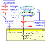 Frontiers | Mechanisms Through Which Some Mitochondria-Generated ...