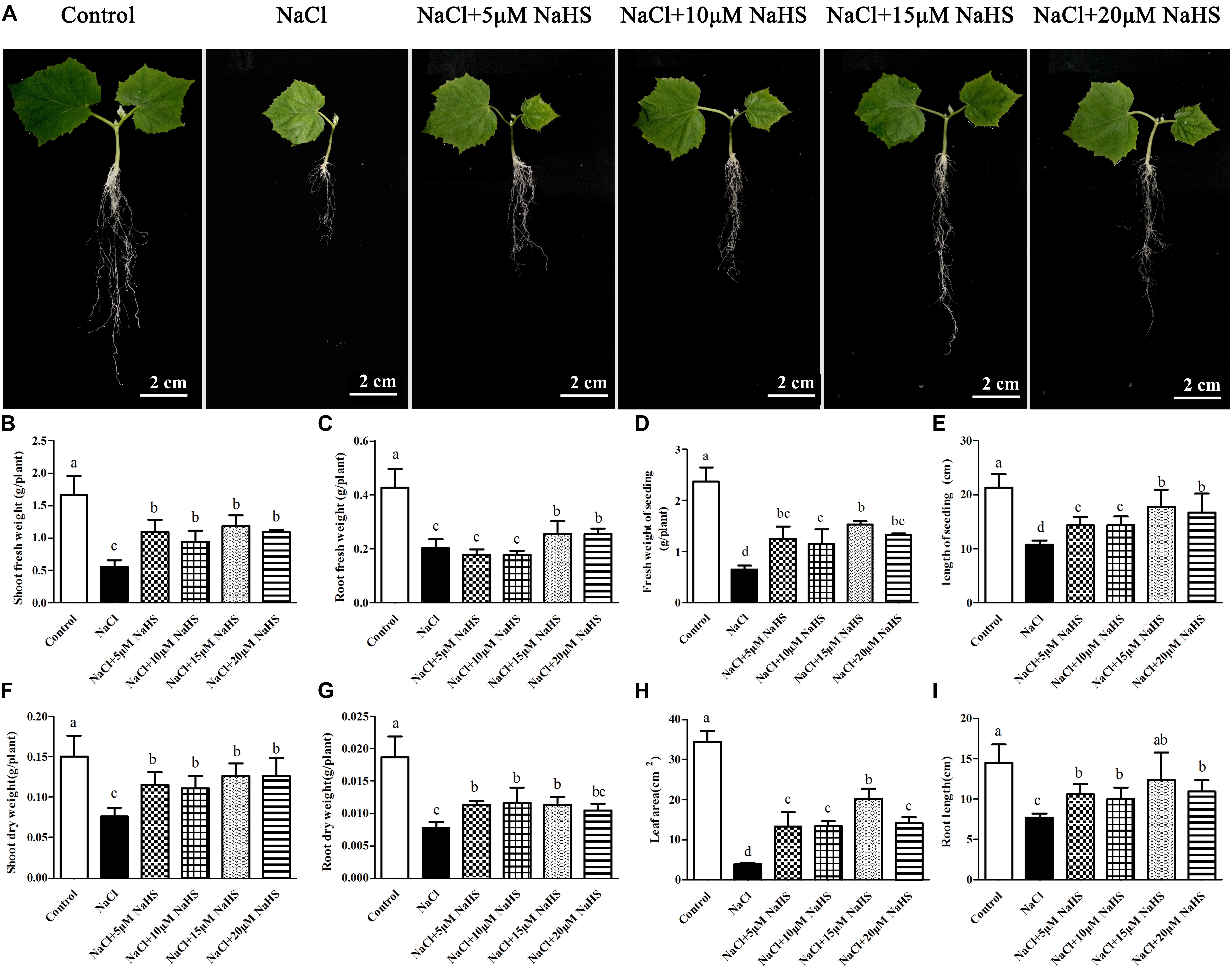Frontiers | H2S Alleviates Salinity Stress in Cucumber by 