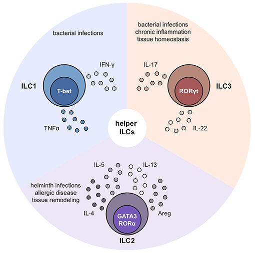 Frontiers  Group 2 Innate Lymphoid Cells in Respiratory Allergic  Inflammation