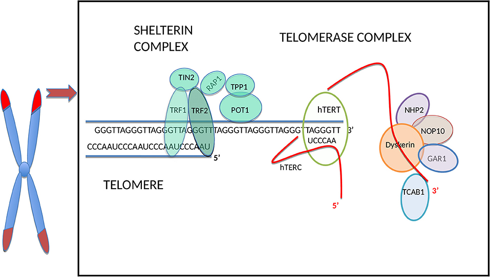 Frontiers | Telomerase and Telomeres in Endometrial Cancer
