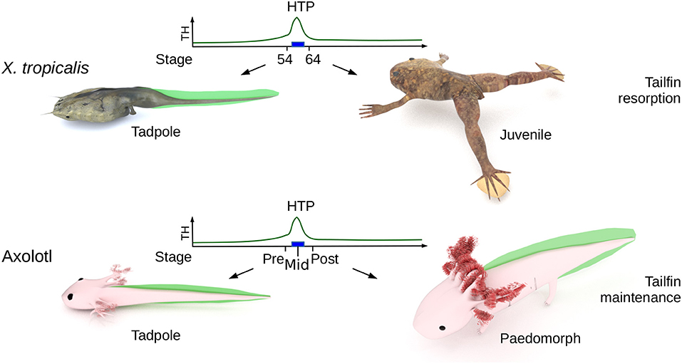 Frontiers  Opposite T3 Response of ACTG1–FOS Subnetwork Differentiate  Tailfin Fate in Xenopus Tadpole and Post-hatching Axolotl