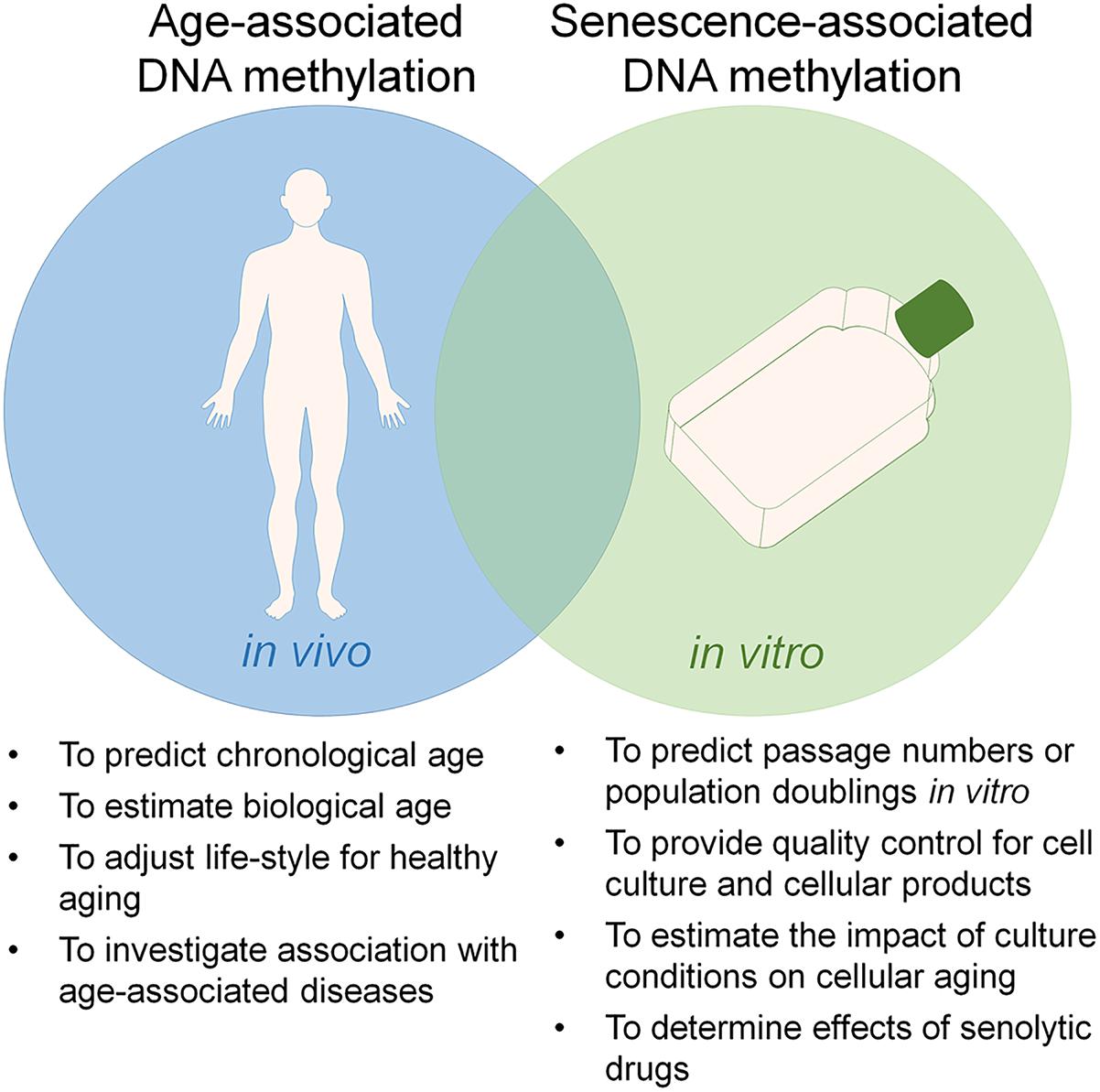 Frontiers The Link Between Epigenetic Clocks For Aging And Senescence