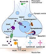 Frontiers | The Electrophysiology of Presynaptic Congenital Myasthenic ...