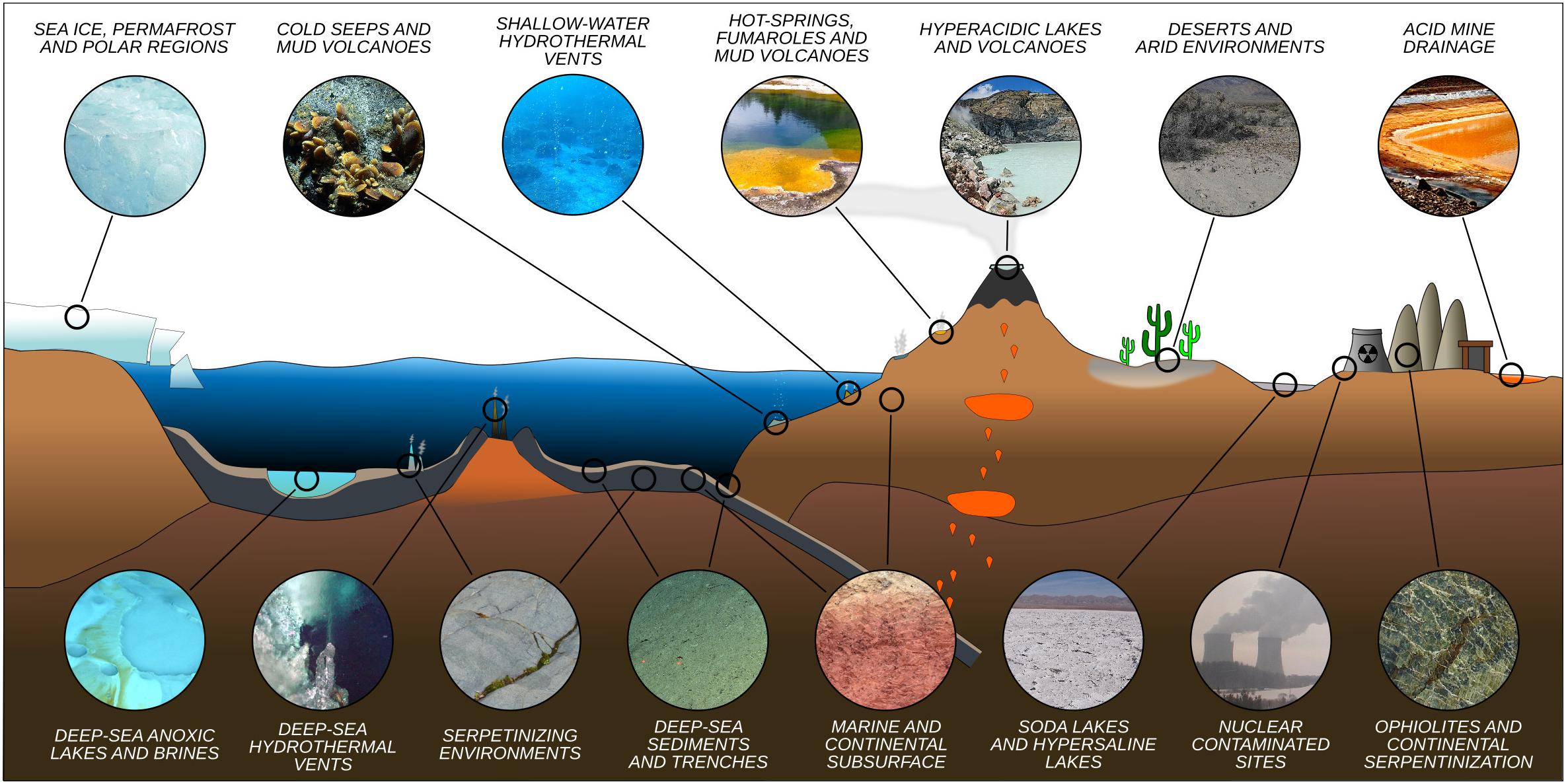 Frontiers | Living at the Extremes: Extremophiles and the Limits of Life in  a Planetary Context
